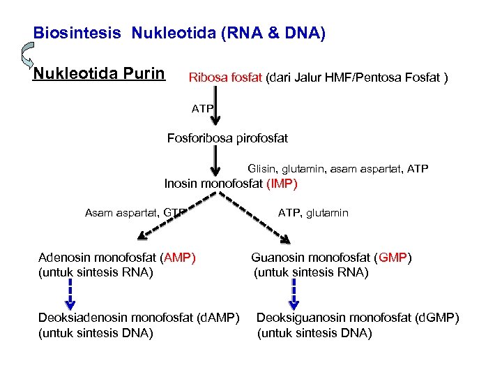 Biosintesis Nukleotida (RNA & DNA) Nukleotida Purin Ribosa fosfat (dari Jalur HMF/Pentosa Fosfat )