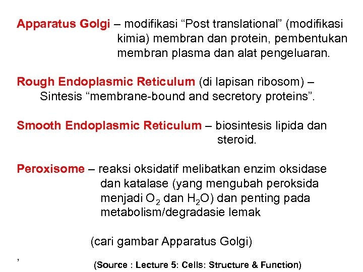 Apparatus Golgi – modifikasi “Post translational” (modifikasi kimia) membran dan protein, pembentukan membran plasma