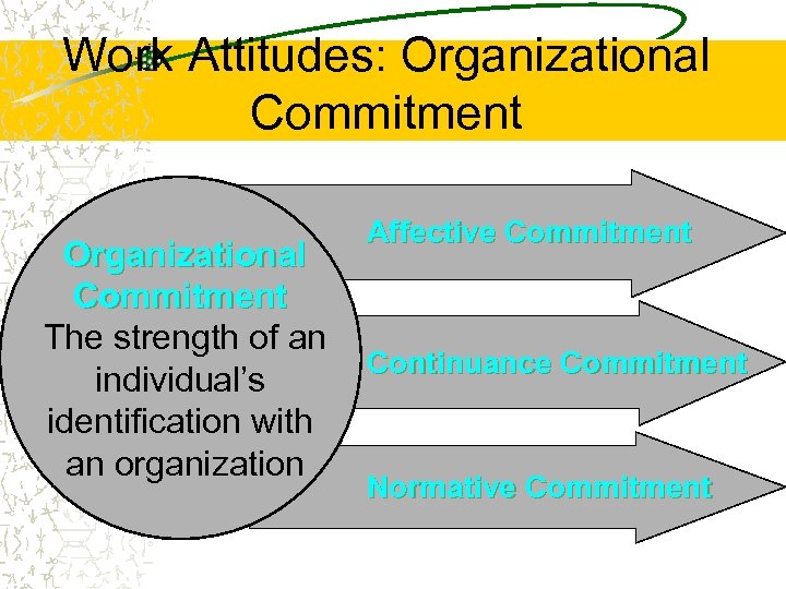 Work Attitudes: Organizational Commitment The strength of an individual’s identification with an organization Affective