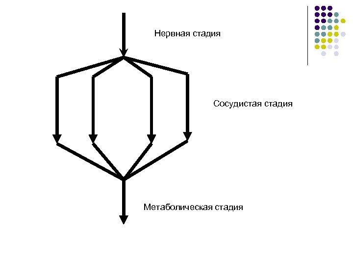 Нервная стадия Сосудистая стадия Метаболическая стадия 