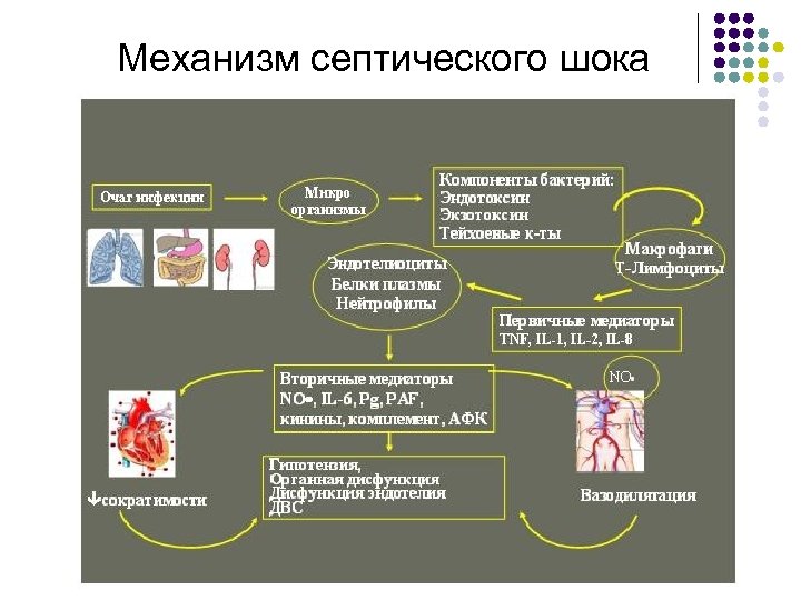 Механизм септического шока 