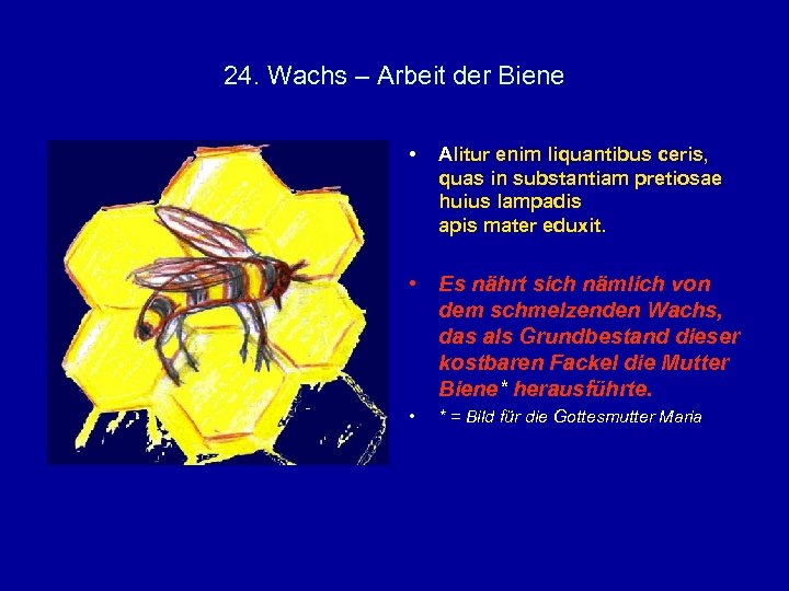 24. Wachs – Arbeit der Biene • Alitur enim liquantibus ceris, quas in substantiam