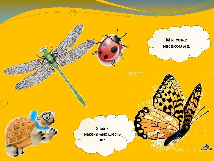 Мы тоже насекомые. У всех насекомых шесть ног. 
