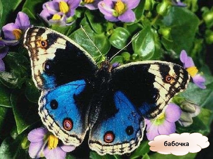 бабочка 