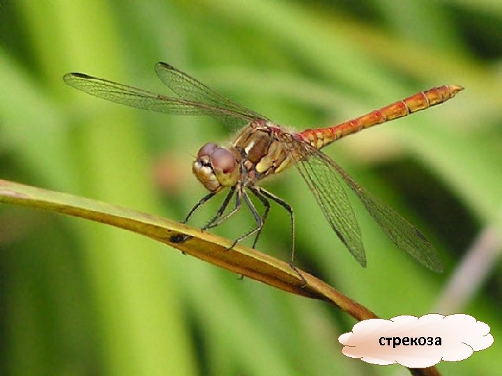 стрекоза 