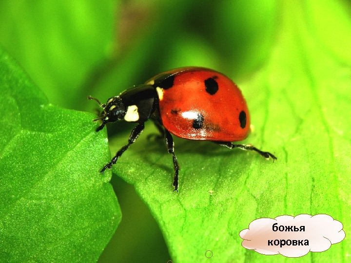 божья коровка 