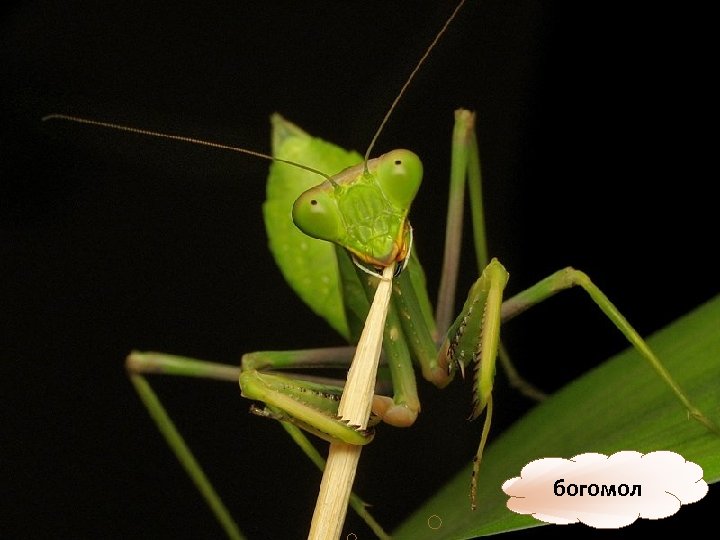 богомол 