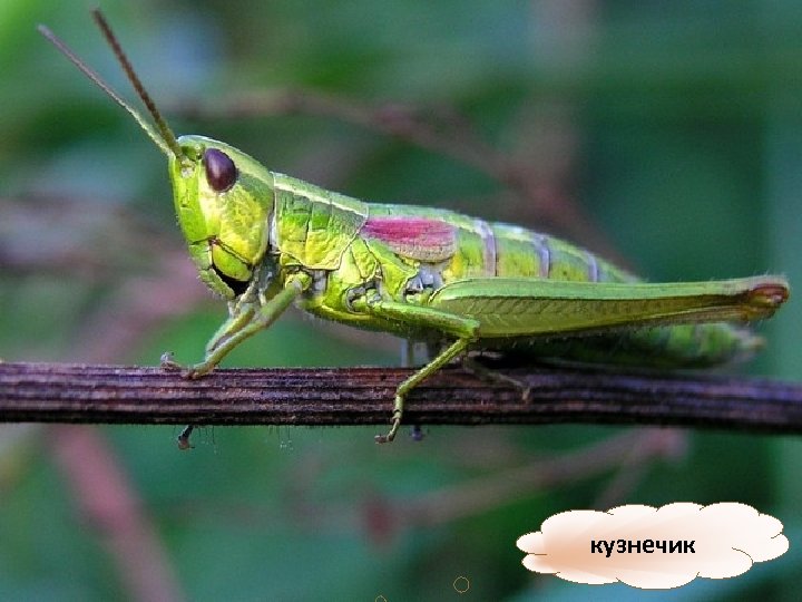 кузнечик 