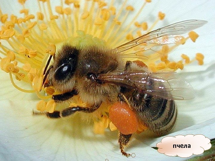 пчела 