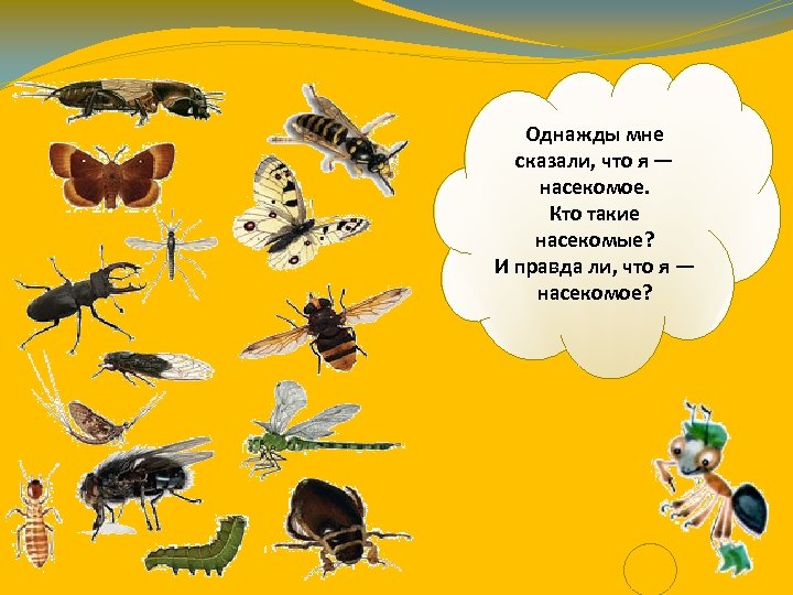 Однажды мне сказали, что я — насекомое. Кто такие насекомые? И правда ли, что