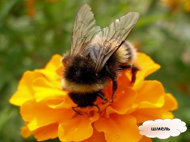 шмель 