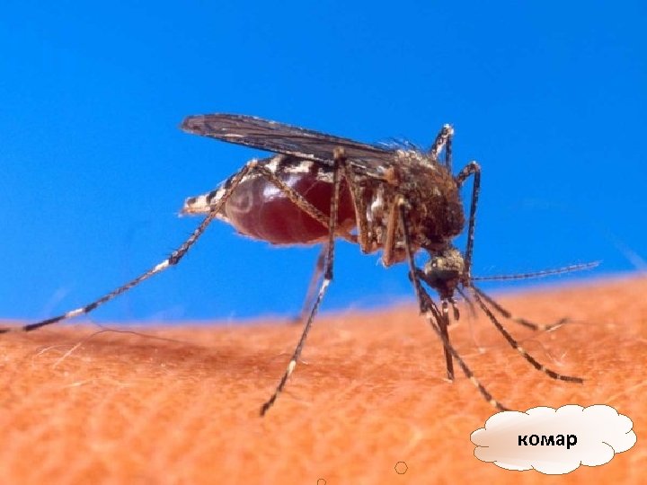 комар 