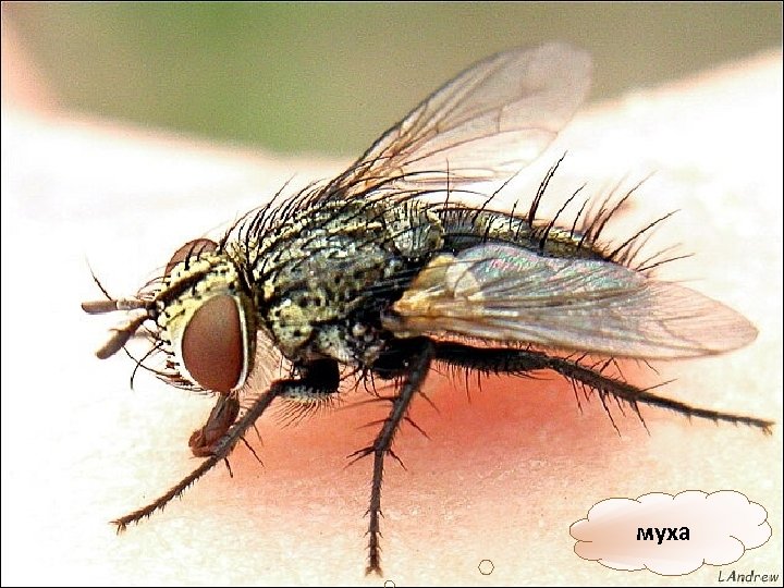 муха 