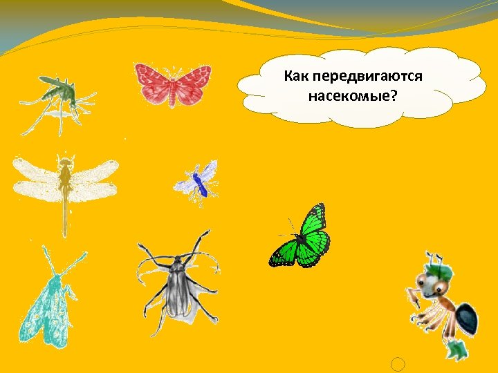 Как передвигаются насекомые? 