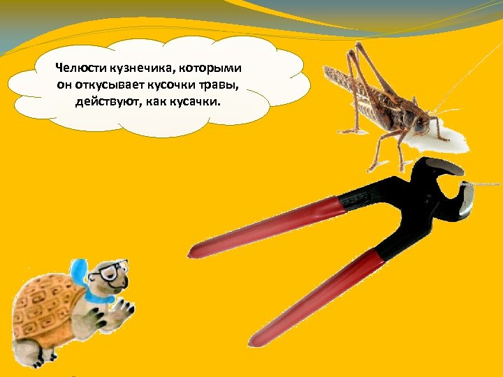 Челюсти кузнечика, которыми он откусывает кусочки травы, действуют, как кусачки. 