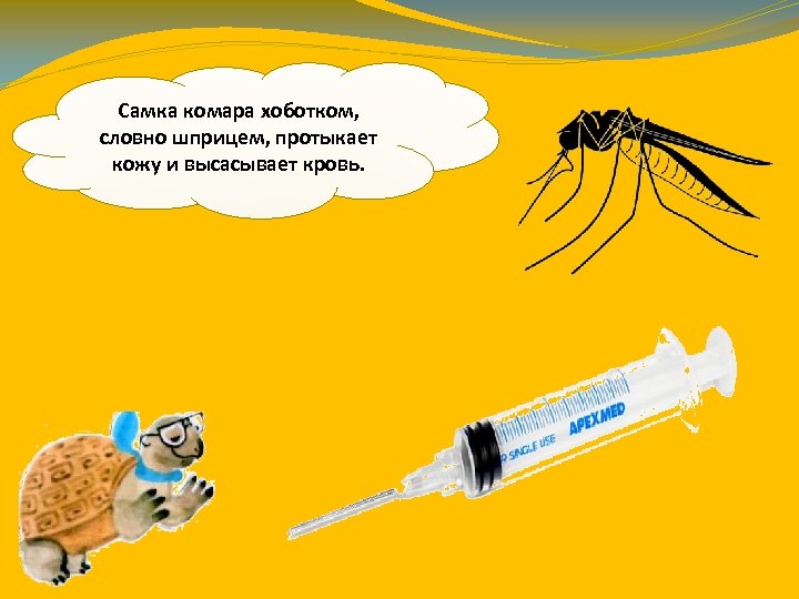 Самка комара хоботком, словно шприцем, протыкает кожу и высасывает кровь. 