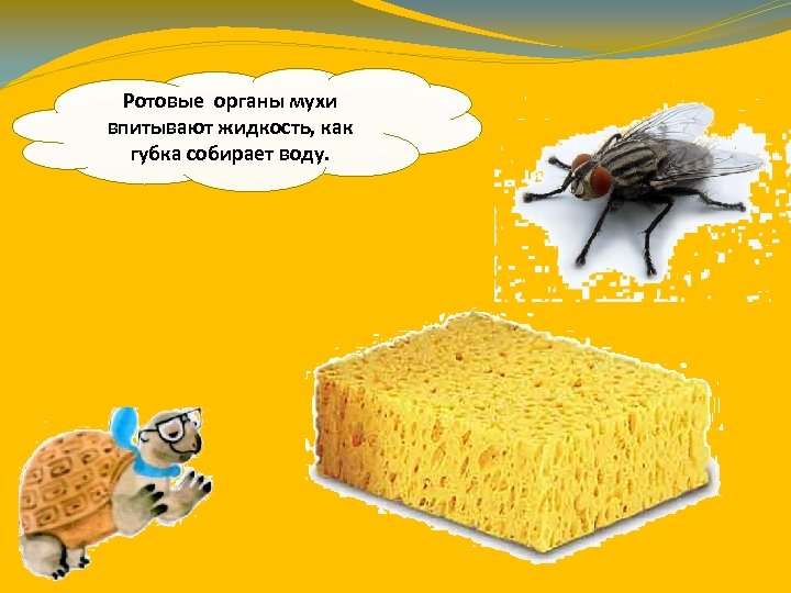 Ротовые органы мухи впитывают жидкость, как губка собирает воду. 