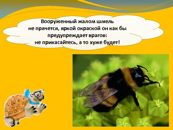 Вооруженный жалом шмель не прячется, яркой окраской он как бы предупреждает врагов: не прикасайтесь,