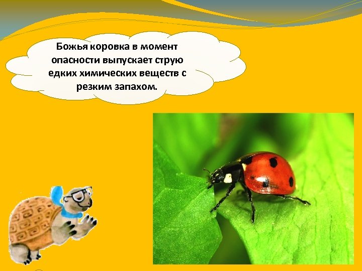 Божья коровка в момент опасности выпускает струю едких химических веществ с резким запахом. 