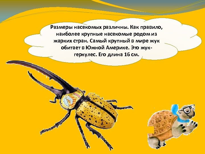 Размеры насекомых различны. Как правило, наиболее крупные насекомые родом из жарких стран. Самый крупный