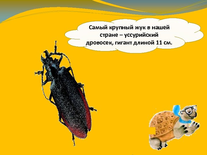 Самый крупный жук в нашей стране – уссурийский дровосек, гигант длиной 11 см. 