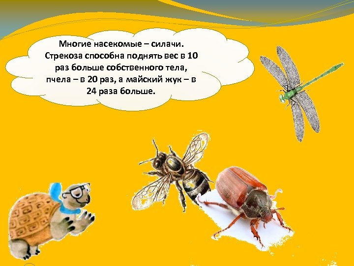 Многие насекомые – силачи. Стрекоза способна поднять вес в 10 раз больше собственного тела,