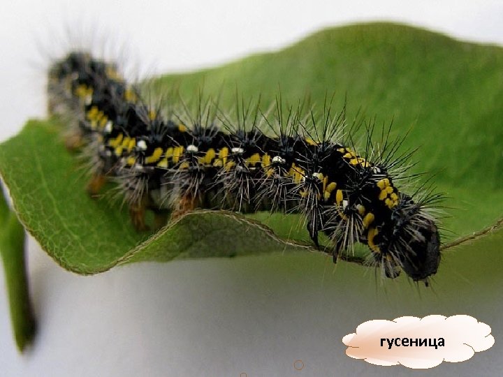 гусеница 