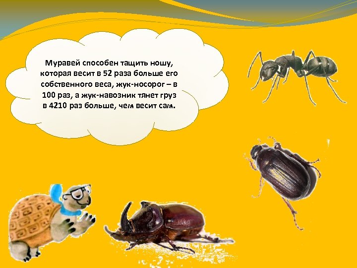 Муравей способен тащить ношу, которая весит в 52 раза больше его собственного веса, жук-носорог