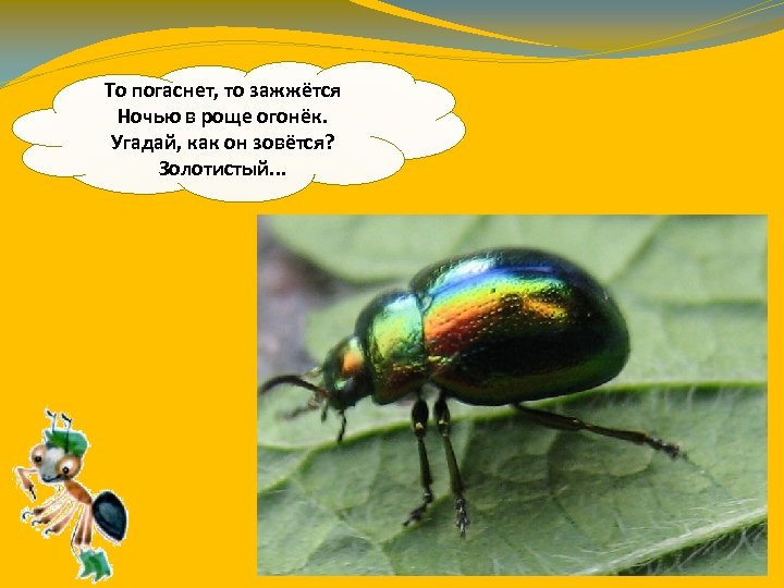То погаснет, то зажжётся Ночью в роще огонёк. Угадай, как он зовётся? Золотистый. .