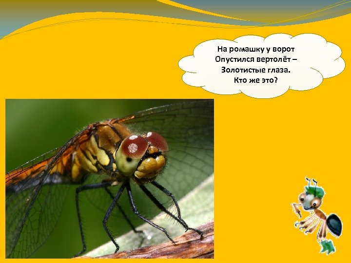 На ромашку у ворот Опустился вертолёт – Золотистые глаза. Кто же это? 