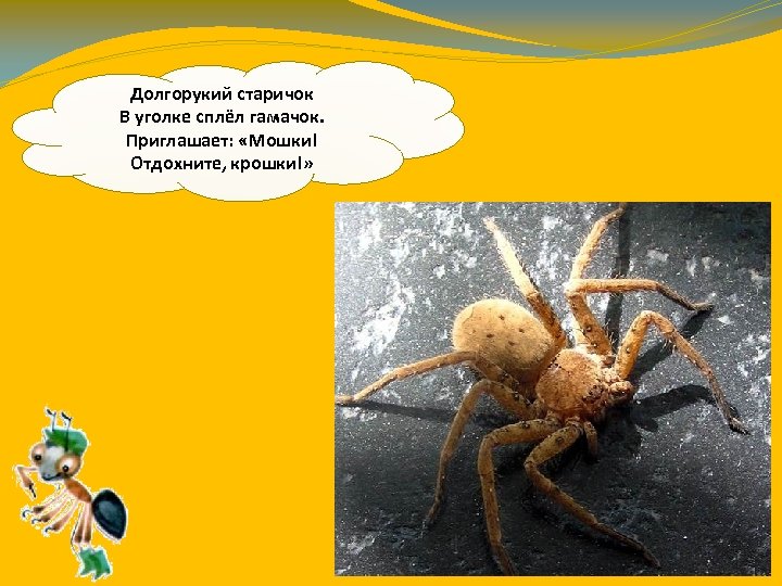Долгорукий старичок В уголке сплёл гамачок. Приглашает: «Мошки! Отдохните, крошки!» 