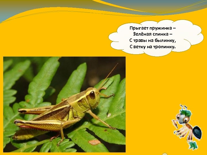 Прыгает пружинка – Зелёная спинка – С травы на былинку, С ветку на тропинку.