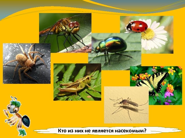 Кто из них не является насекомым? 
