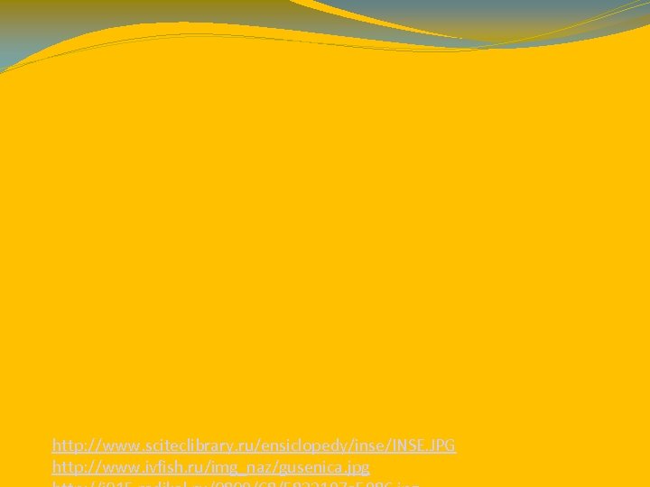 http: //www. sciteclibrary. ru/ensiclopedy/inse/INSE. JPG http: //www. ivfish. ru/img_naz/gusenica. jpg 