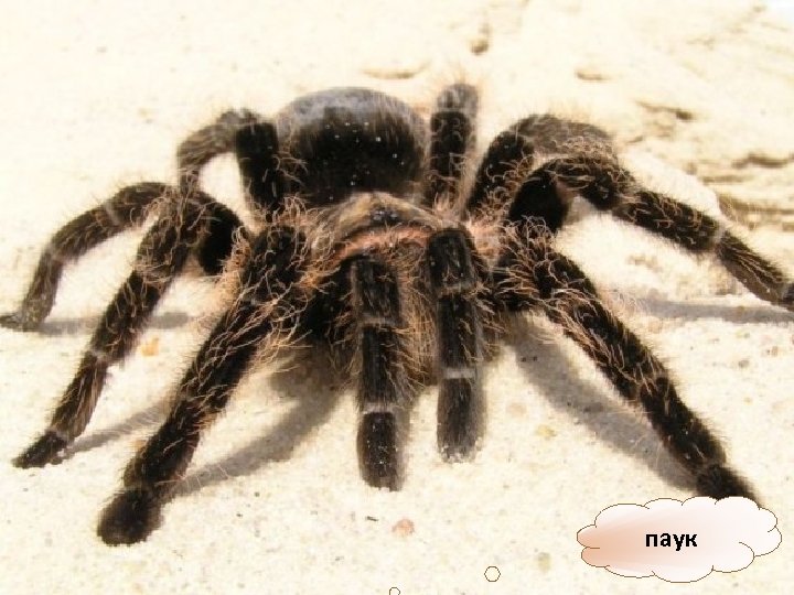 паук 