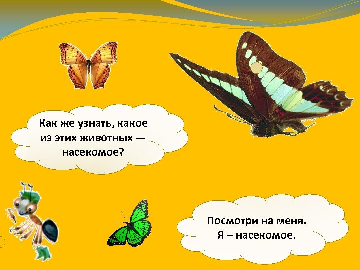 Как же узнать, какое из этих животных — насекомое? Посмотри на меня. Я –