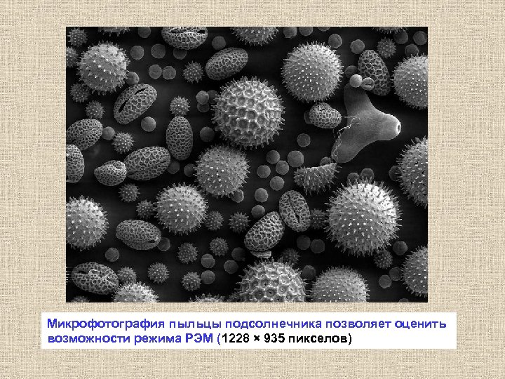 Микрофотография пыльцы подсолнечника позволяет оценить возможности режима РЭМ (1228 × 935 пикселов) 