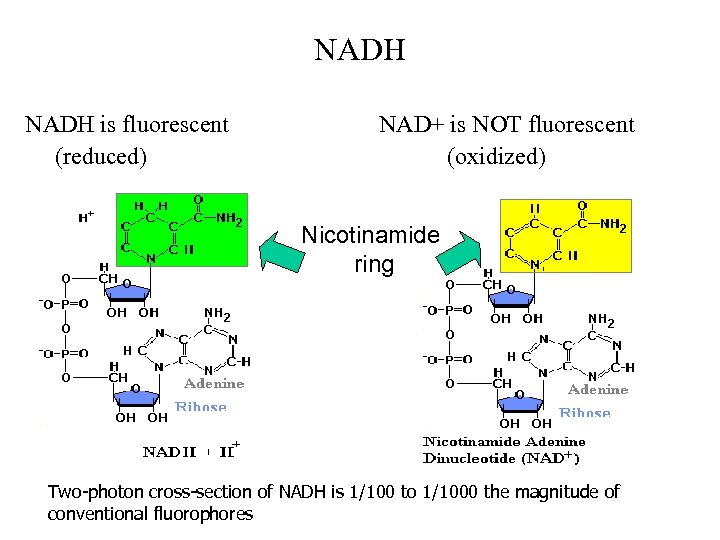 NADH is fluorescent (reduced) NAD+ is NOT fluorescent (oxidized) Nicotinamide ring Two-photon cross-section of
