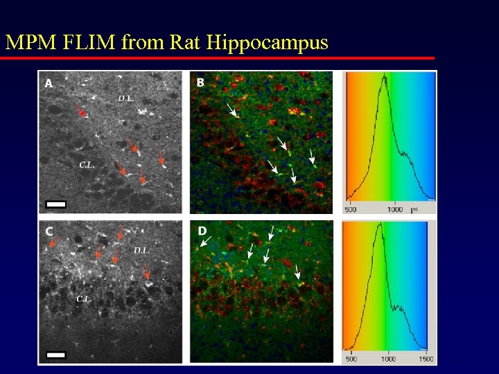 MPM FLIM from Rat Hippocampus 