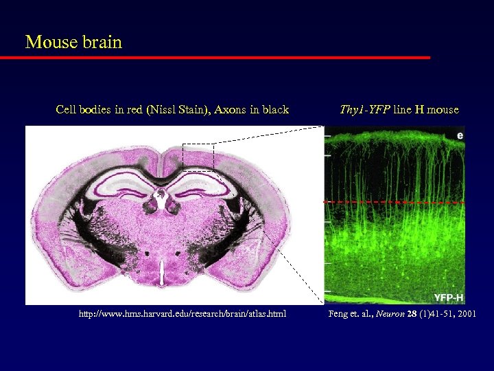 Mouse brain Cell bodies in red (Nissl Stain), Axons in black http: //www. hms.