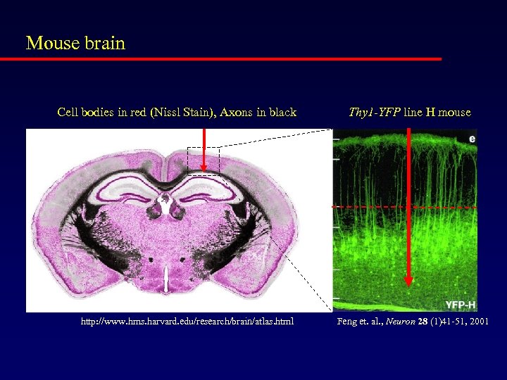 Mouse brain Cell bodies in red (Nissl Stain), Axons in black http: //www. hms.