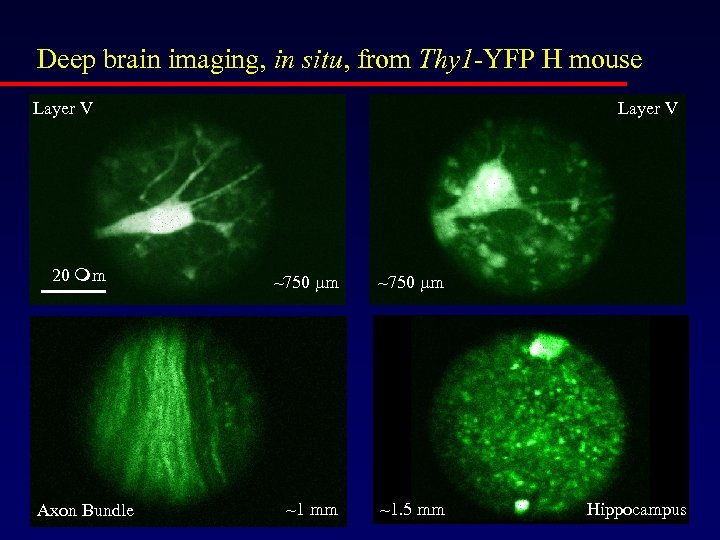 Deep brain imaging, in situ, from Thy 1 -YFP H mouse Layer V 20