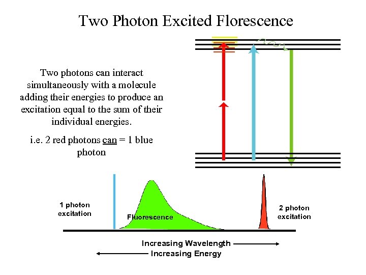 Two Photon Excited Florescence Two photons can interact simultaneously with a molecule adding their