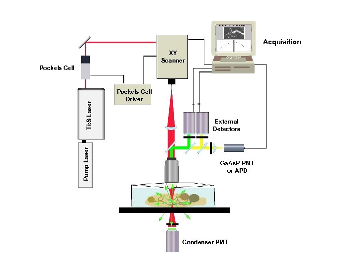 Acquisition XY Scanner Pump Laser Ti: S Laser Pockels Cell Driver External Detectors Ga.