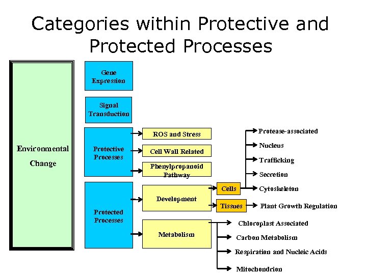 Categories within Protective and Protected Processes Gene Expression Signal Transduction Protease-associated ROS and Stress