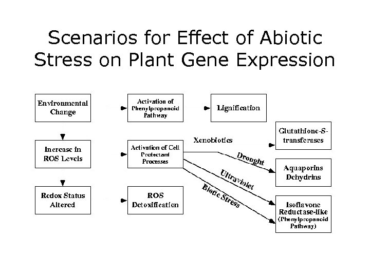 Scenarios for Effect of Abiotic Stress on Plant Gene Expression 
