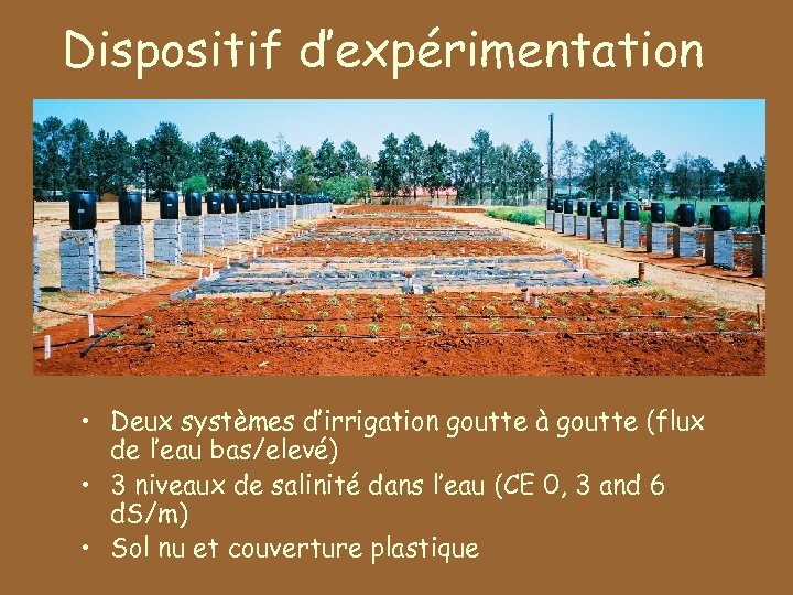Dispositif d’expérimentation • Deux systèmes d’irrigation goutte à goutte (flux de l’eau bas/elevé) •