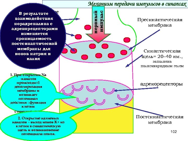 пресинаптическое В результате окончание взаимодействия норадреналина синтезируется с адренорецепторами медиатор изменяется проницаемость постсинаптической мембраны