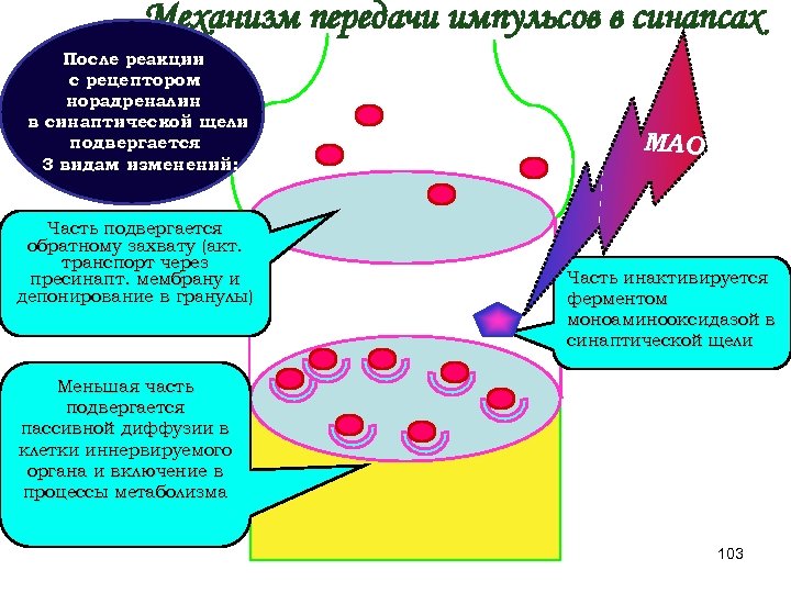 Механизм передачи импульсов в синапсах После реакции с рецептором норадреналин в синаптической щели подвергается