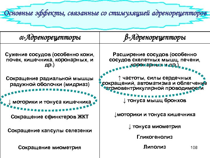 Основные эффекты, связанные со стимуляцией адренорецепторов α-Адренорецепторы β-Адренорецепторы Сужение сосудов (особенно кожи, почек, кишечника,